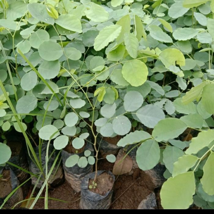 Bibit Pohon Sonokeling/ Bibit Kayu Sonokeling