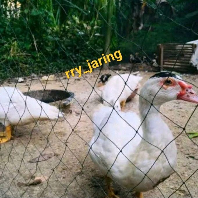 Jaring Pagar Ayam Lebar 2M X 25 Meter Dengan Bonus Tali Atas Bawah Meter Segel Geber Kandang Bebek