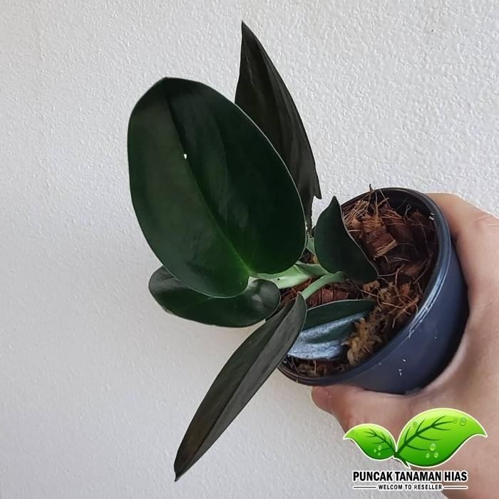 Tanaman hias sirih gading hitam - Sirih hitam scindapsus