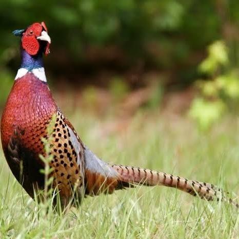 Ayam Ringneck Pheasant Merah