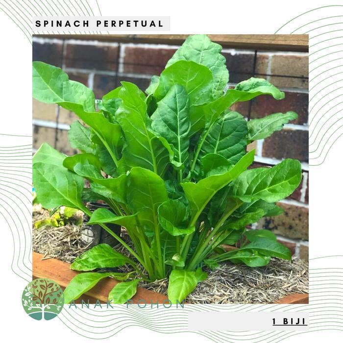 Benih Bibit Biji - Spinach Perpetual Leaf Beet Seeds - IMPORT Benih Biji