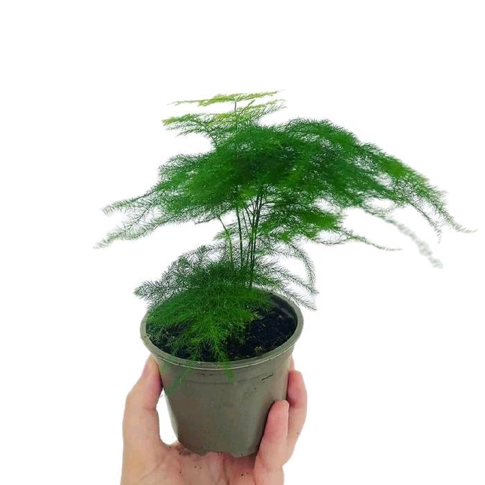 Tanaman Hias Asparagus Fern / Asparagus Fern Siap Pajang