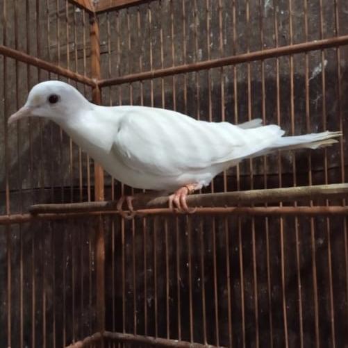 TERBARUUU burung puter albino pilihan