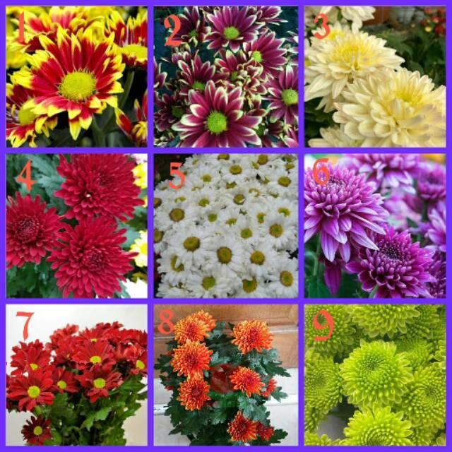 Tanaman Hias Krisan Aster Pompom Hidup per Pot - Ukuran 20-40 cm