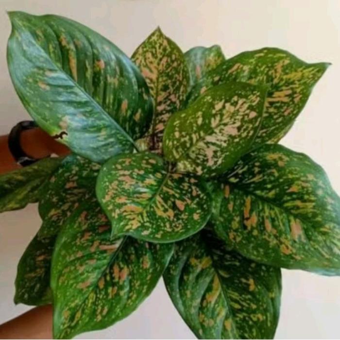 Rupa_Bagus Aglaonema Chiangmay Ruby / Tanaman Aglonema Ruby Ciangmay