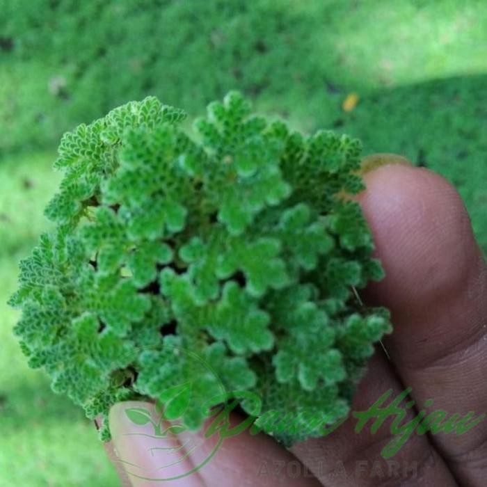 

BIBIT AZOLLA SUPER AZOLA 500GRAM PAKAN IKAN, UNGGAS DAN TERNAK