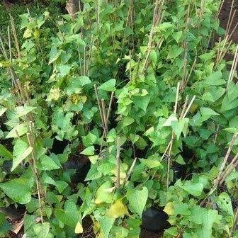 Jlterang Tanaman Hias Bunga Air Mata Pengantin Pink - Air Mata Pengantin