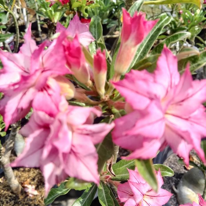 PROMO ENTRES ADENIUM BUNGA TUMPUK 10 CM