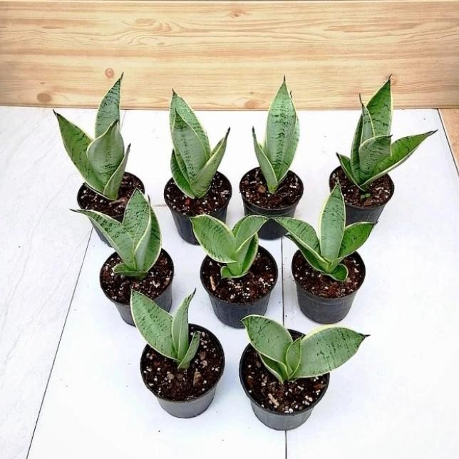 TERBATAS tanaman hias sansivera trifasciata - sansivera silver mini - sansivera