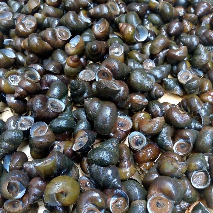 Pilihan- Tutut Sawah Keong Sawah Kreco Kraca Siput Ciput Hidup Fresh 1Kg