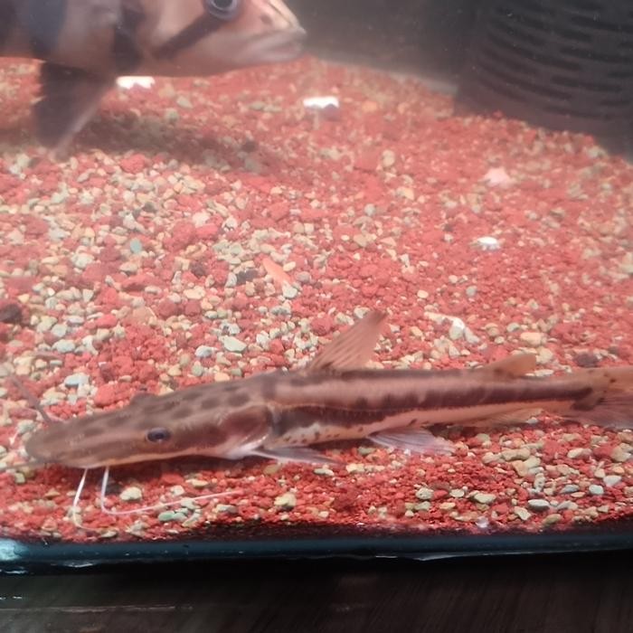 Ikan Hybrid Surobim 5 X Tsn Catfish