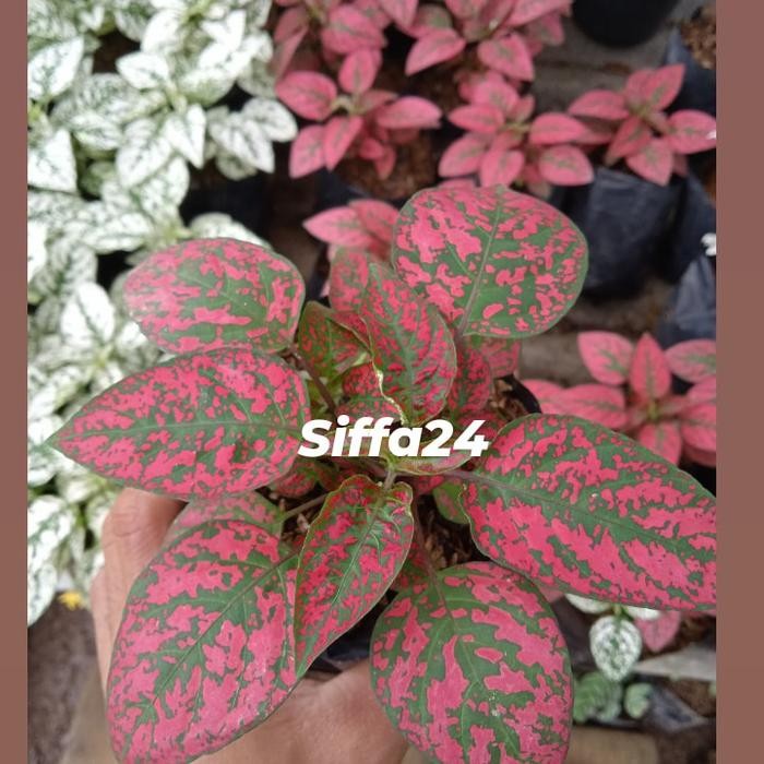 tanaman hypoestes merah
