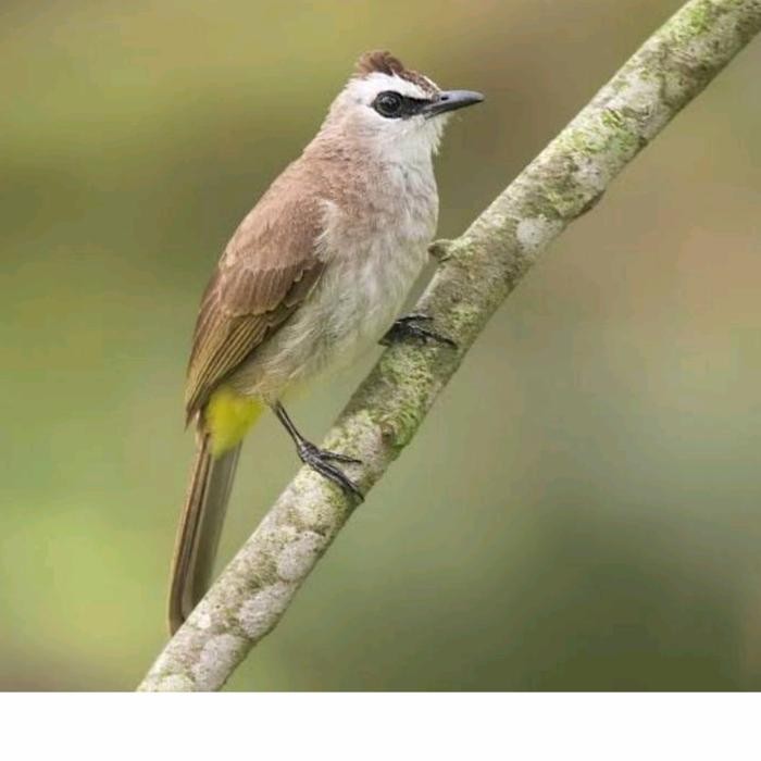 Trucukan Jawa Timur Pilihan