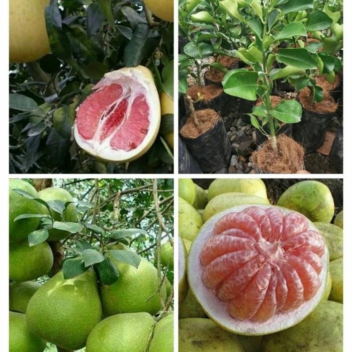 BIBIT JERUK BALI MADU PAMELO UNGGUL