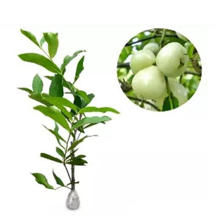 [ Jambu Air Madura ]