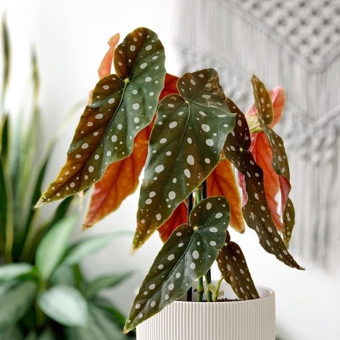 [ Tanaman hias Indoor dan Outdoor Begonia Polkadot Original Daun Besar ]