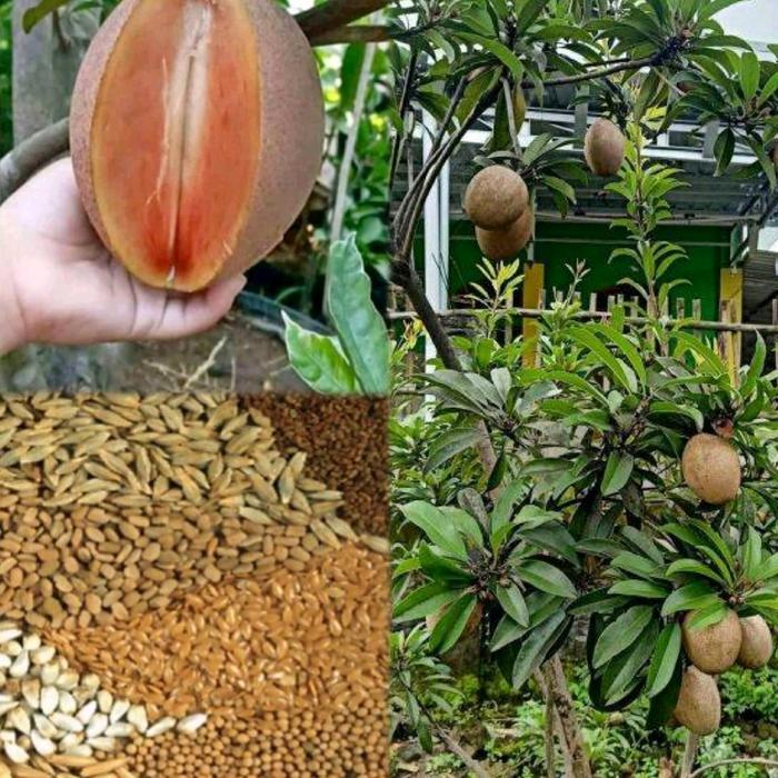 BIBIT SAWO JUMBO KUALITAS SUPER PREMIUM (bibit sawo jumbo)