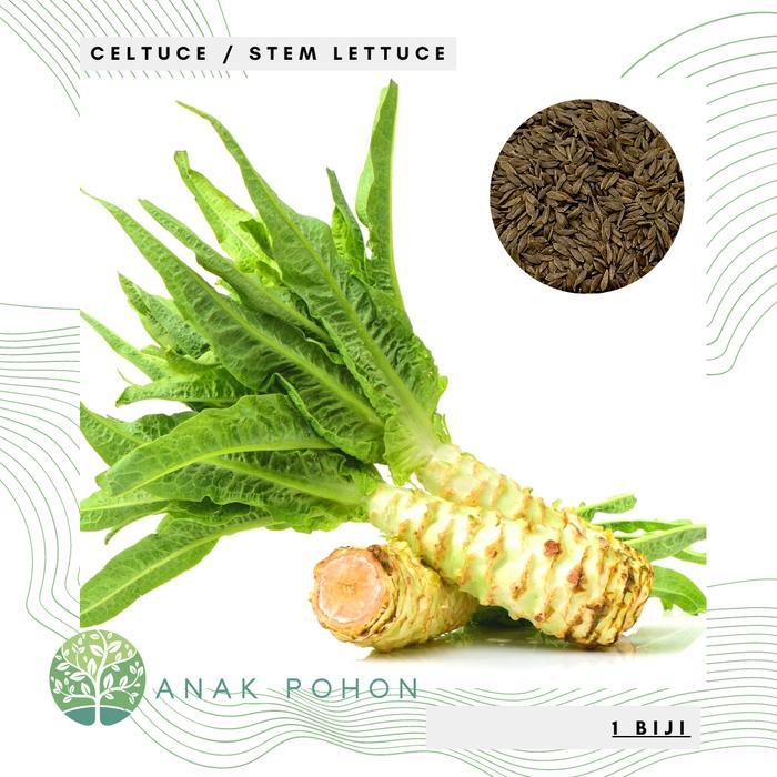 Benih Bibit Biji - Celtuce Selada Batang / Selada Asparagus / Chinese Lettuce Seeds - IMPORT Benih