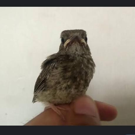 TERBARUUU anakan lolohan burung srdc pilihan