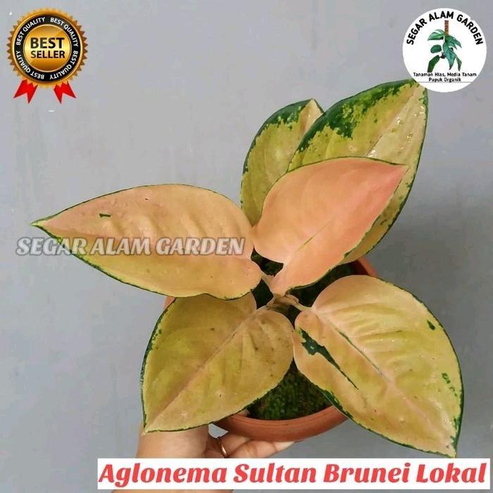 DR Aglonema Sultan Brunei - Tanaman Hias Aglonema Sultan Brunei