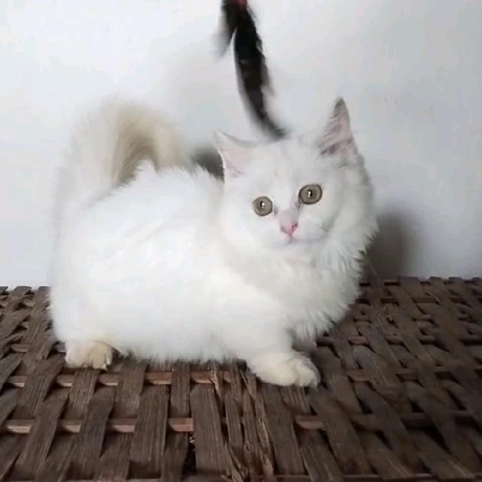 kucing Munchkin longhair/kucing cebol Napoleon betina/kucing kaki pendek white solid