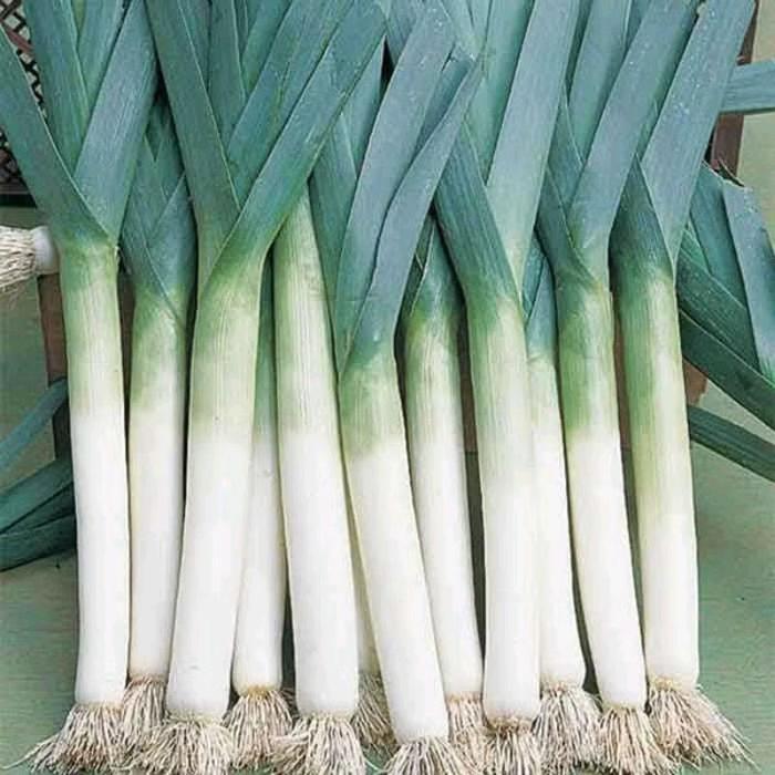 100 Biji Benih Daun Bawang Prei Daun Bawang Tokyo Natsuguro Benih Sayuran Benih Daun Bawang