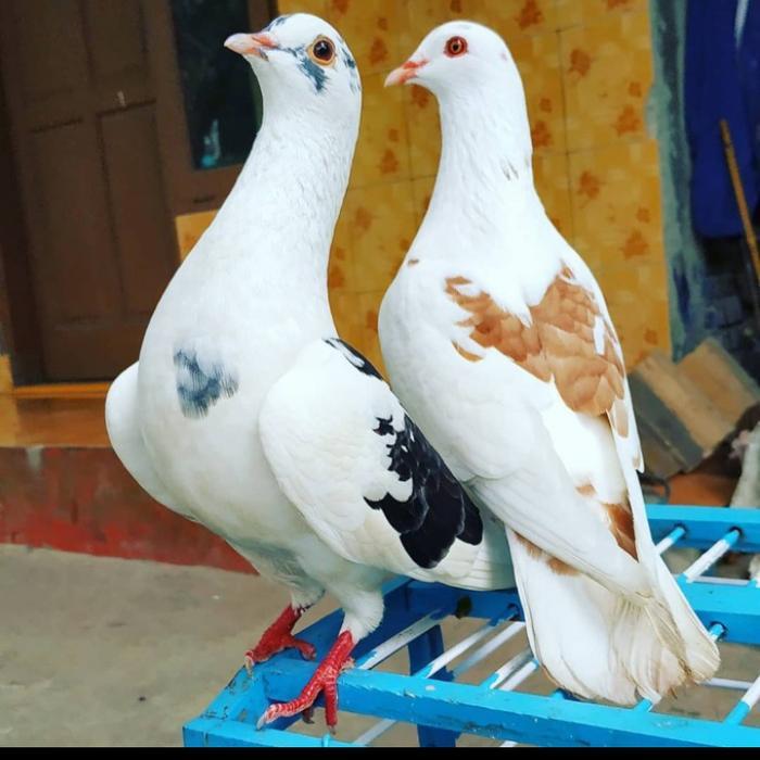Jayus - Burung Dara / Merpati Sepasang Giring Keras Free Jagung Kristal