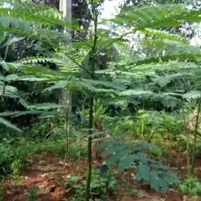 

pohon pakis Brazil/ solobium brazil 1 meter