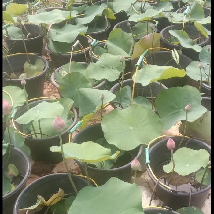 

tanaman air bunga lotus