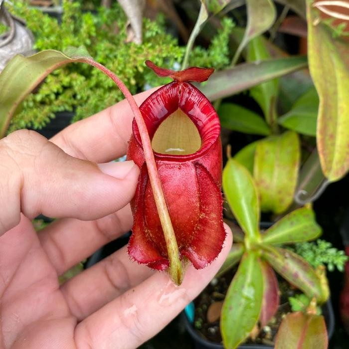

nepenthes (mirabilisthoreli)(vikingampullaria)
