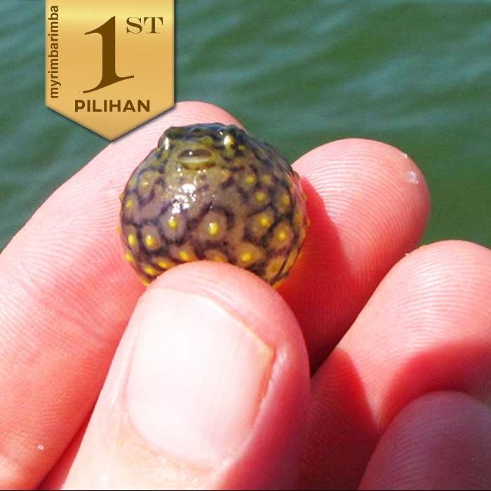 SM- Mini Puffer Fish Ikan Hias Aquascape Hiasan Aquarium Tanaman Air Tawar