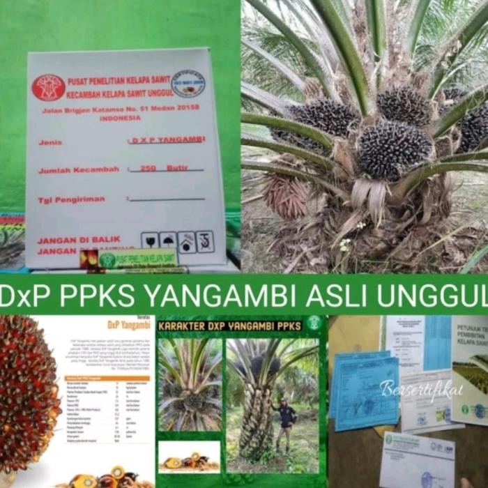 PRODUK TERBATAS Sawit PPKS YANGAMBI/tanaman kelapa sawit PPKS YANGAMBI