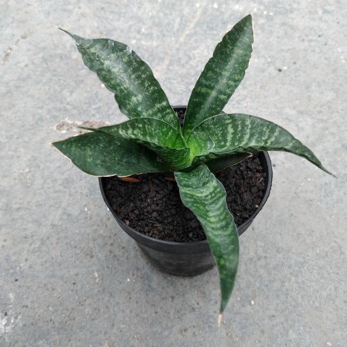 EKSLUSIF sansivera cordova mini size