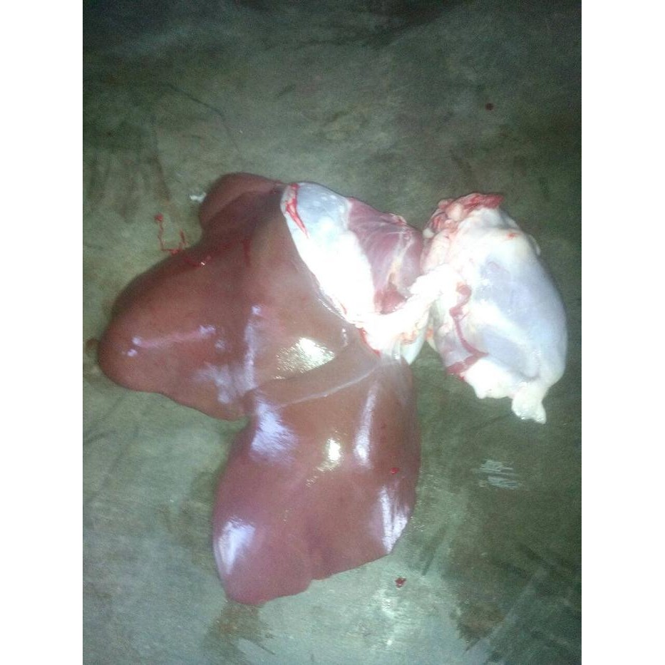 

Pilihan- Ati Kambing