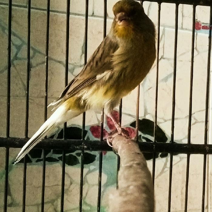 Chocolatoslatoe Burung Kenari F.Ys,F.Rasmi, Hybrid Gacor