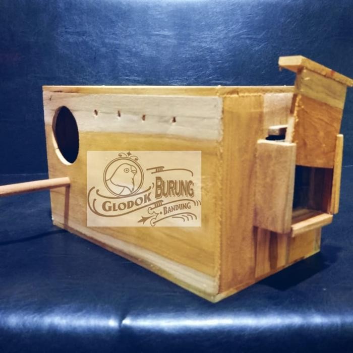 ces0- Glodok Parrot Pantau Kaca Burung Sun Conure Falk Dll