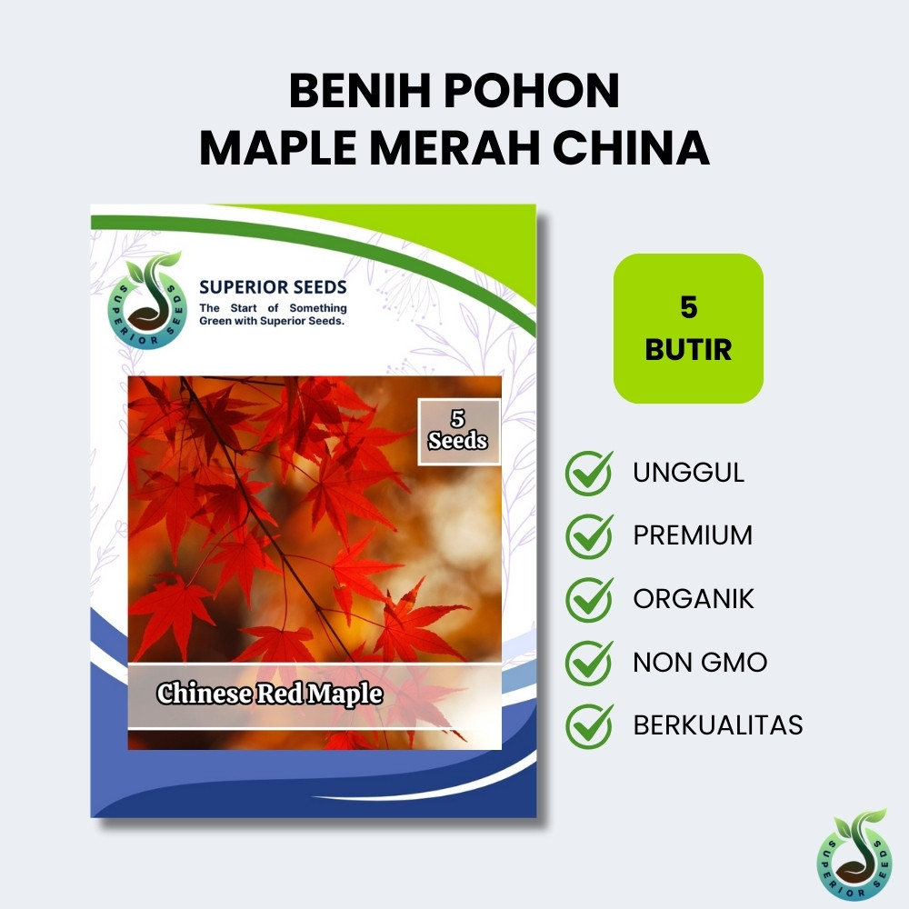 Biji Benih Pohon Maple Merah China | Chinese Red Maple Impor (Superior Seeds)