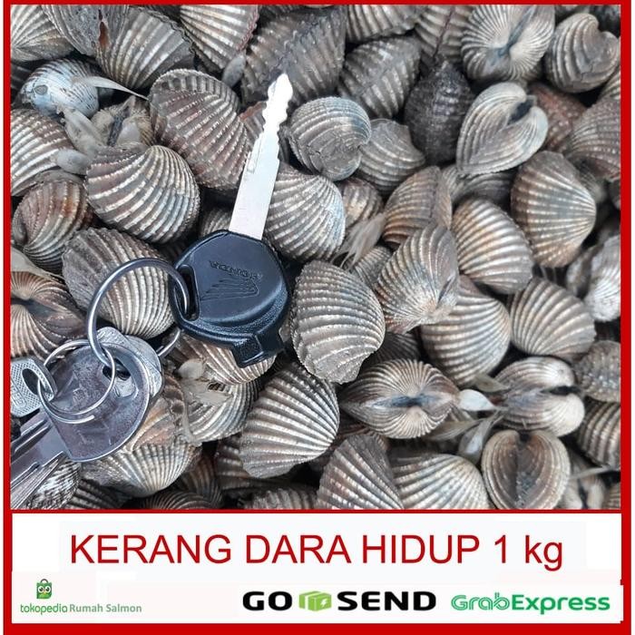 Instanbisa- Grosir Kerang Dara 1 Kg / Kerang Dara Segar / Kerang Dara Hidup Segar