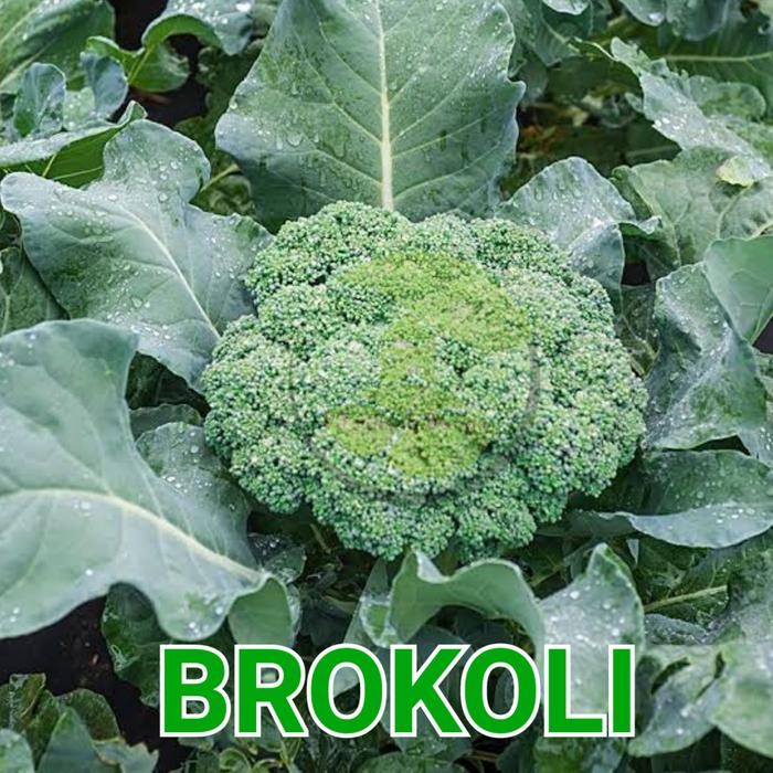 20 butir - benih sayur brokoli/bibit sayur brokoli