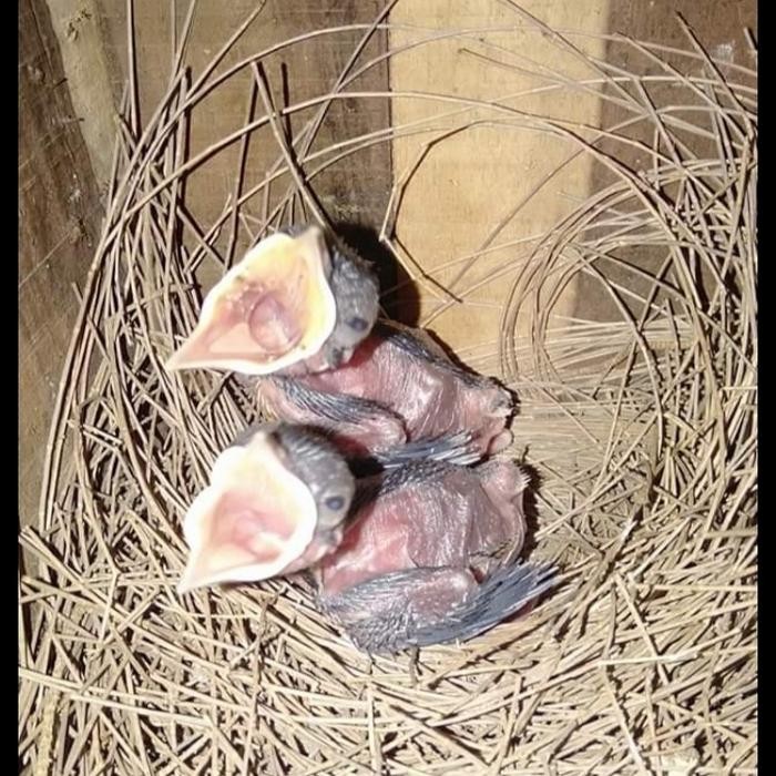 PetShoPq- Voer R&D Lolohan Rnd Voer Lolohan Murai Batu Supaya Cepat Pecah Suara