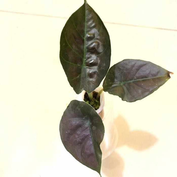 [ TANAMAN HIAS ALOCASIA BLACK INFERNALIS ]
