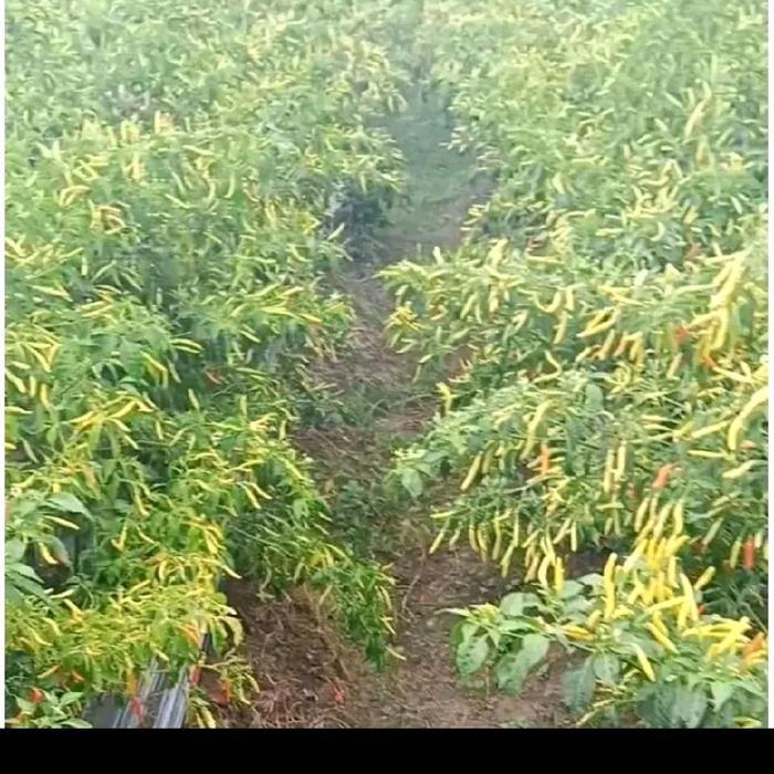 BERKUALITAS bibit cabe jarum 20 gram ( isi 4000 lebih biji benih ) buah super lebat
