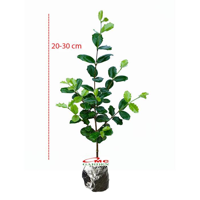 Ready Cod Bibit Mirten Duri Pohon Bahan Bonsai Bonsae Mame Kelingkit Taiwan Tanaman Hias Daun