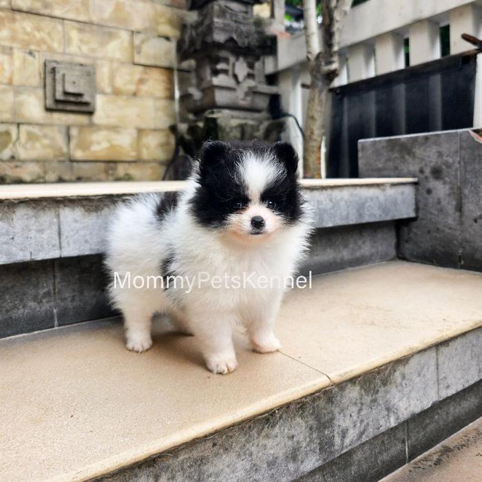 anjing puppy Superminipom Pomeranian