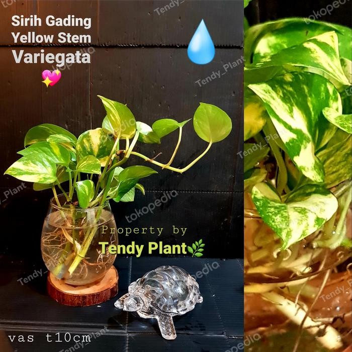 

Paket :Pothos Yellow Stem Variegata/Money Plant