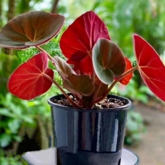 Jlterang Begonia Red Carpet Tanaman Hias Indoor Pohon Begonia Karpet Merah