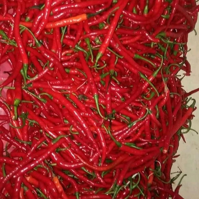 

Pilihan- Cabe Merah Kriting Kualitas Super