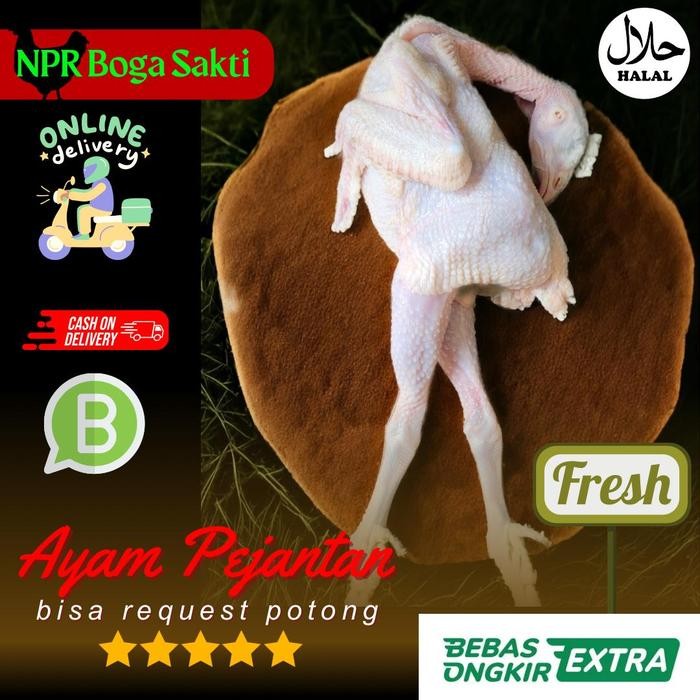

Pilihan- Ayam Pejantan Fresh Halal Kualitas Premium