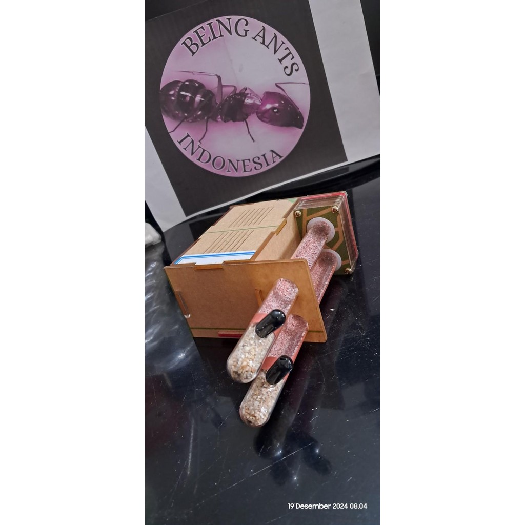 Formicarium Gen 2 Bai, Formicarium Akrilik, Ants Nest, Ant, Gypsum Nest, Concerte Nest, Akrilik