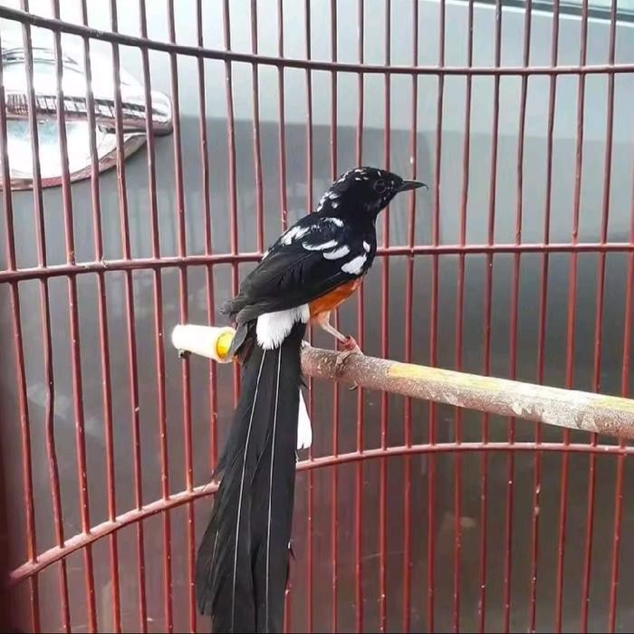 telur fertil burung murai batu blorok extream induk prestasi jaminan menetas
